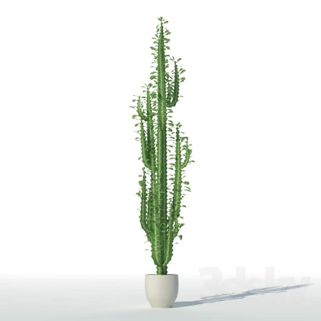 Plant Euphorbia triangular