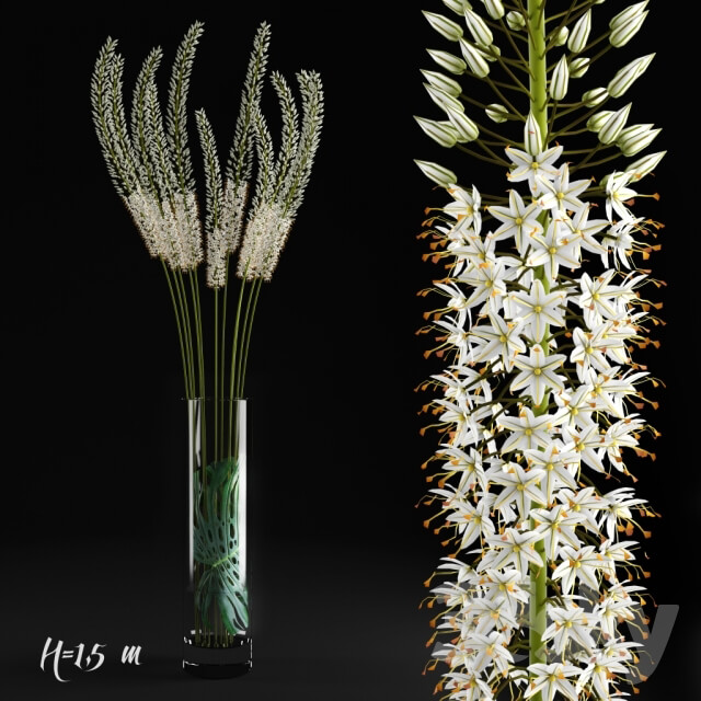 Eremurus Eremurus 3D Models