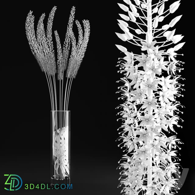 Eremurus Eremurus 3D Models