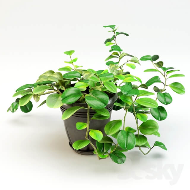 Plant flowerpot peperomiya Peperomia