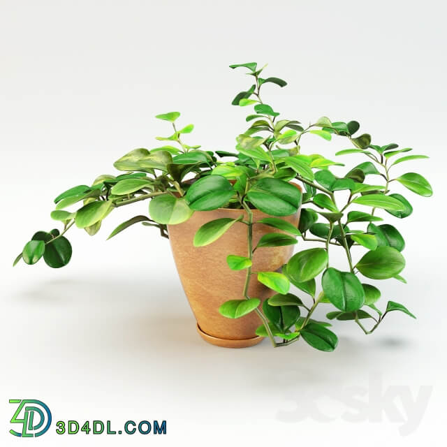 Plant flowerpot peperomiya Peperomia