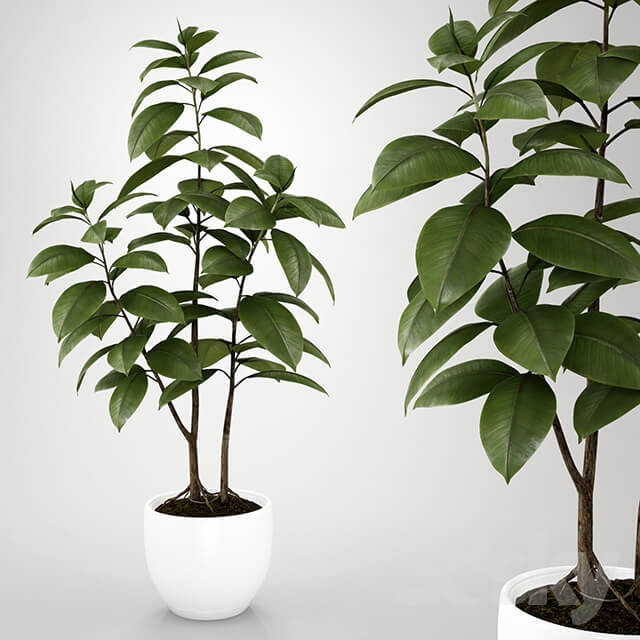 Plant Ficus Pipal