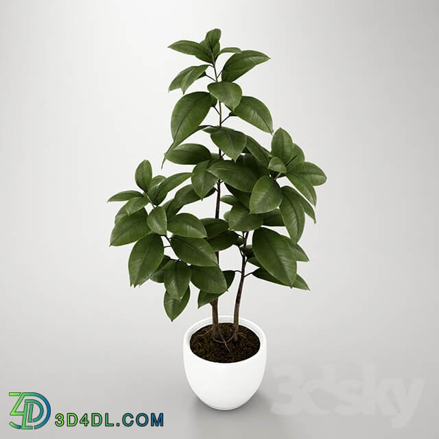 Plant Ficus Pipal