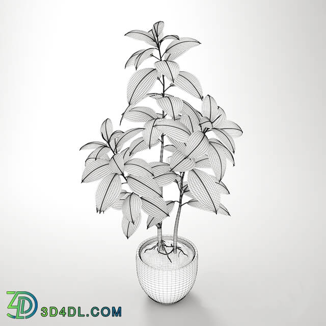 Plant Ficus Pipal