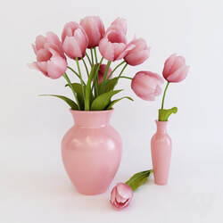 Plant Pink tulips 