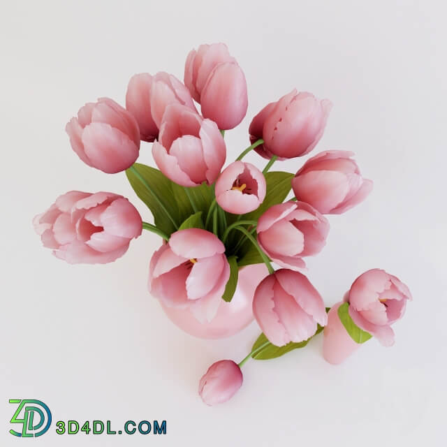 Plant Pink tulips