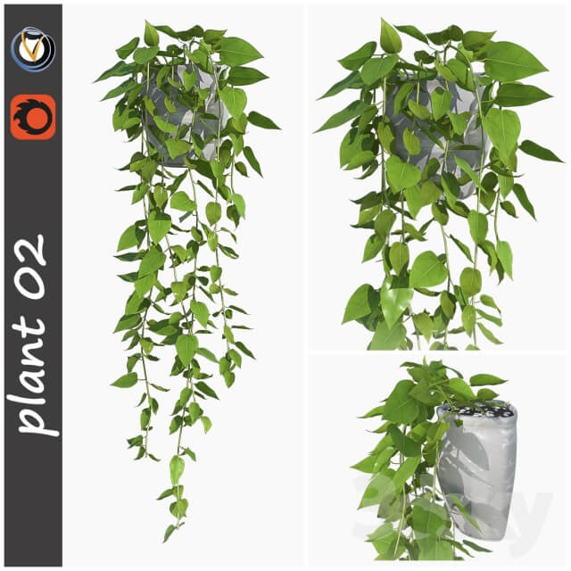 Plant plant 02