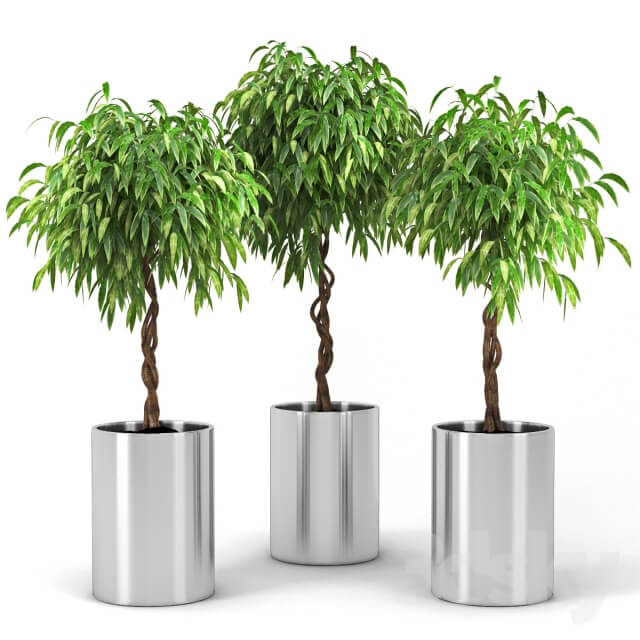 Plant Ficus