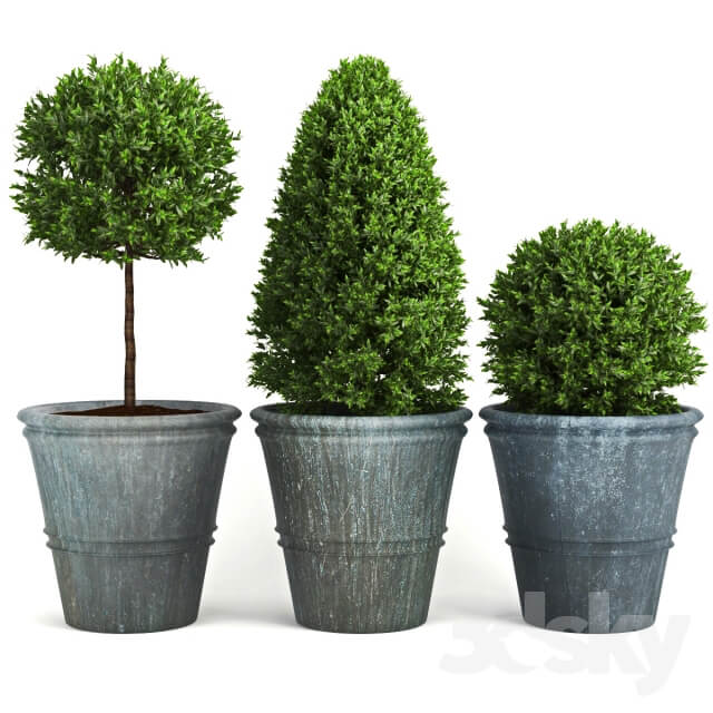 Plant Buxus two