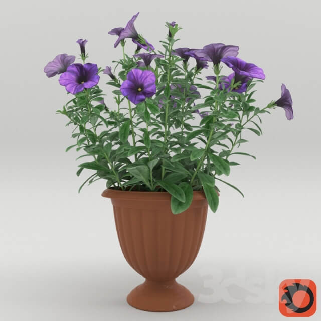 Plant Petunia in a flower pot