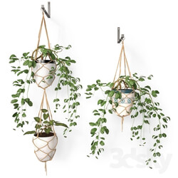 Plant Hanging pots 