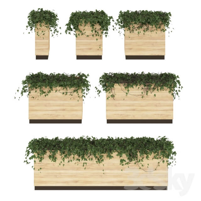 Plant Ivy in pots. 6 Models