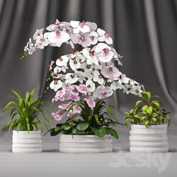 Plant Orchid arrangement 7 