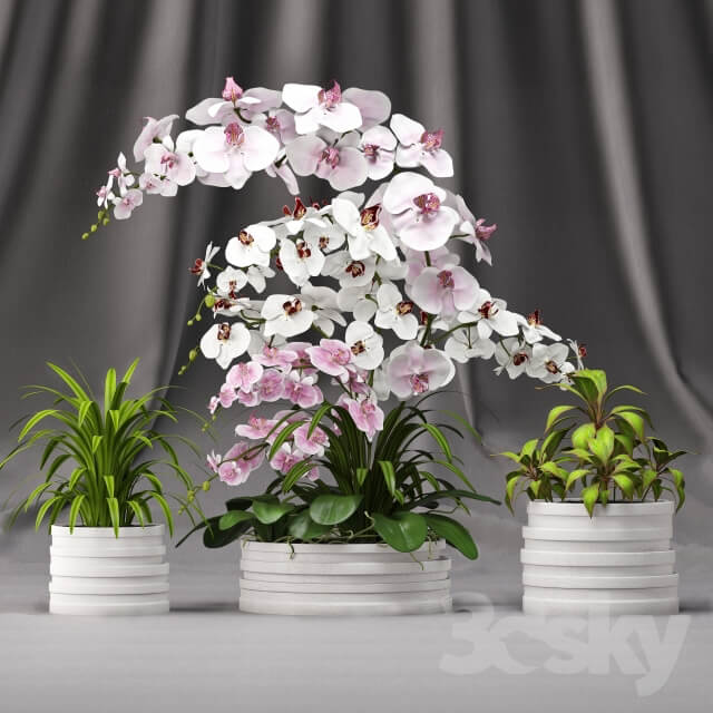 Plant Orchid arrangement 7