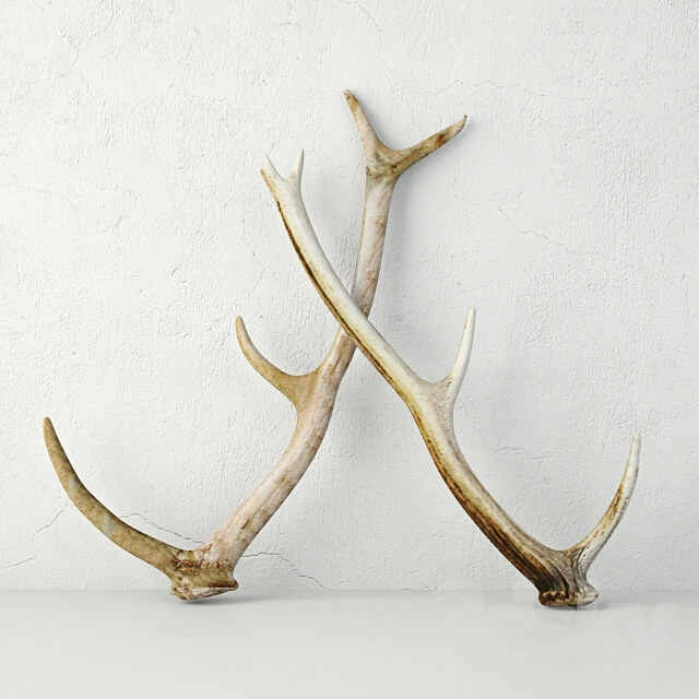 Other decorative objects Naturally Shed Deer Antlers