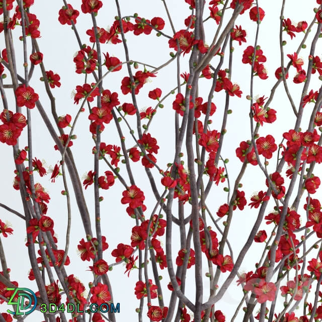 Prunus Red Blossom 3D Models