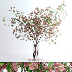 Dogwood Pink Blossom 3D Models 