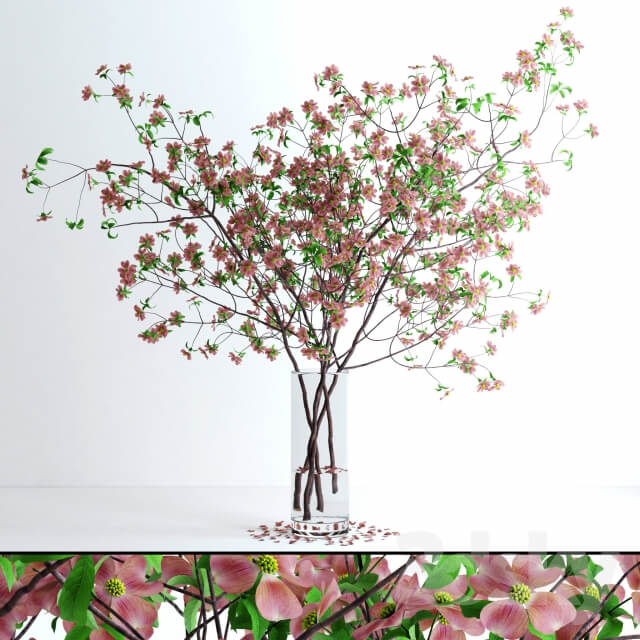 Dogwood Pink Blossom 3D Models