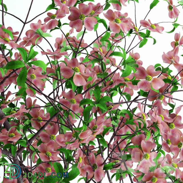 Dogwood Pink Blossom 3D Models