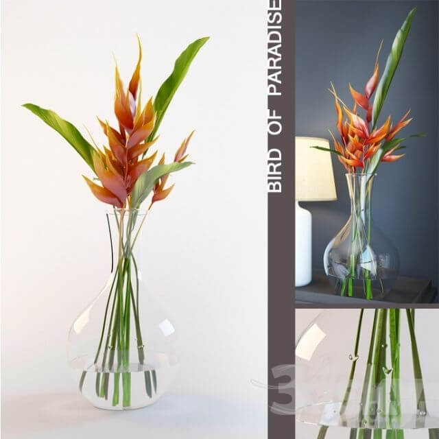 Plant Bird of paradise in vase