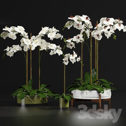 Plant Orchid 9 