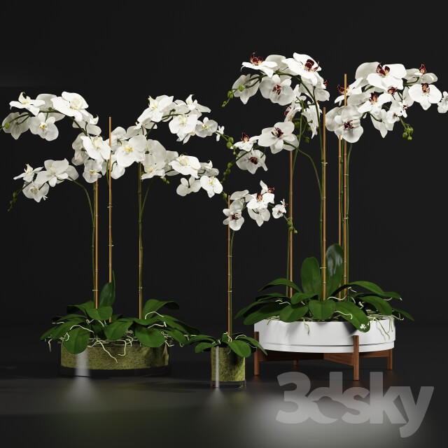 Plant Orchid 9