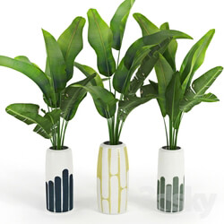 Plant Banana Palm Striped Tall Vase 