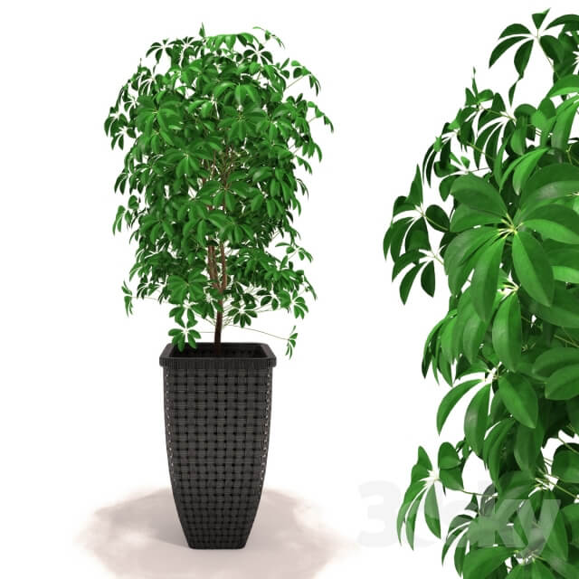 Scheffler Schefflera 3D Models