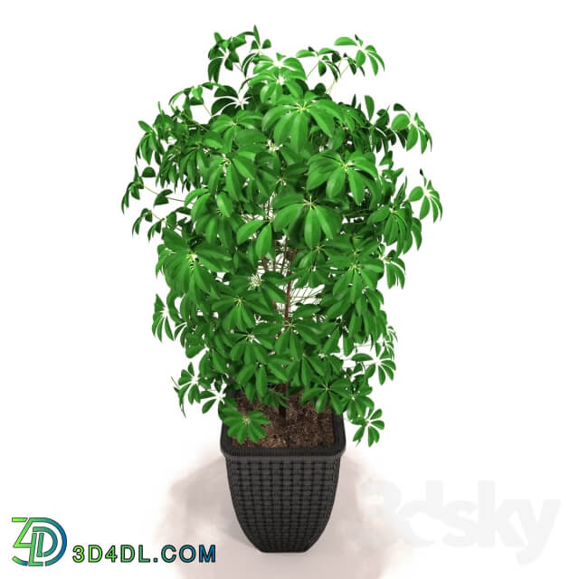 Scheffler Schefflera 3D Models