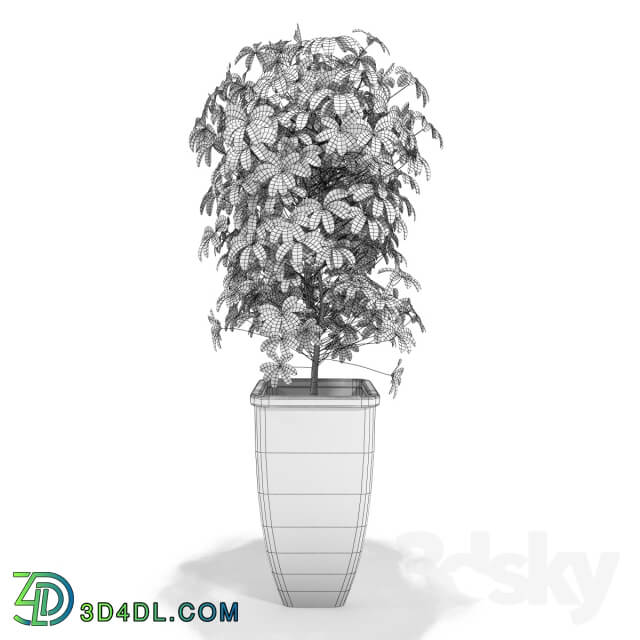 Scheffler Schefflera 3D Models