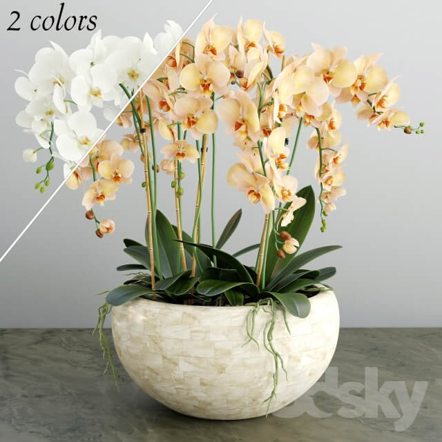 Plant Orchid 4