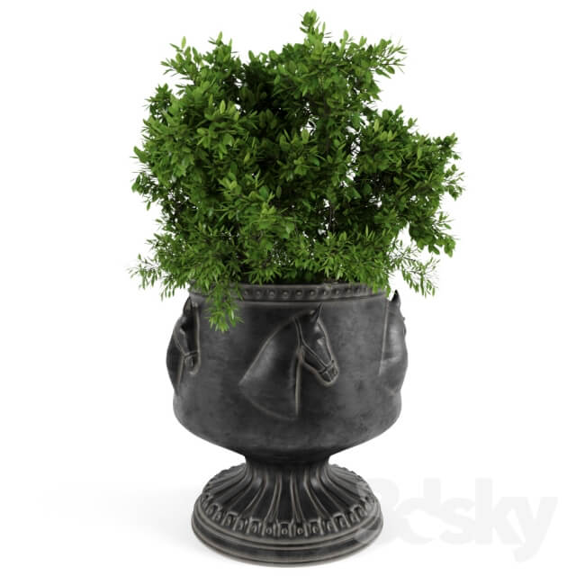 Plant The bush in a flowerpot
