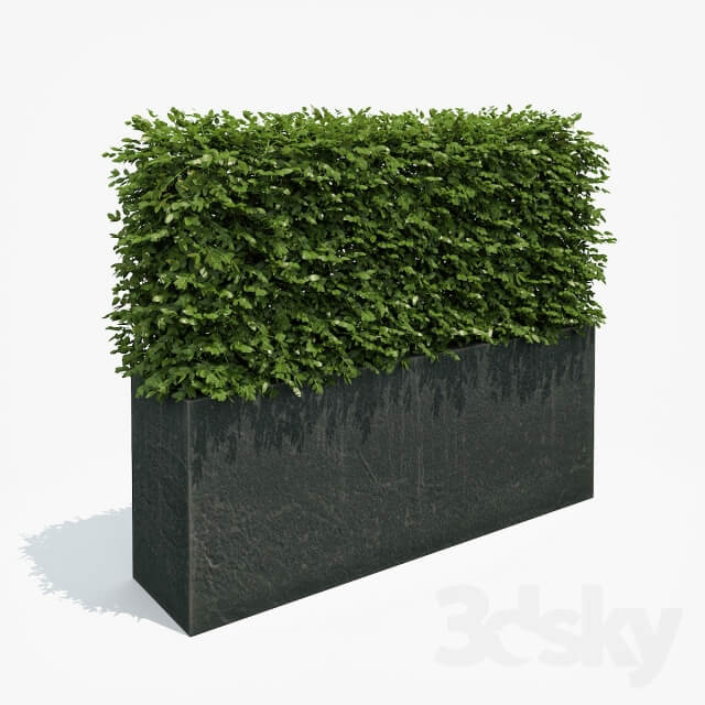 Plant Hedge in black plantere