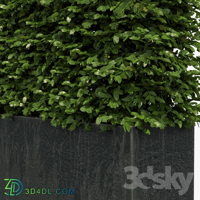Plant Hedge in black plantere