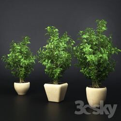 Ficus Benjamin 3D Models 