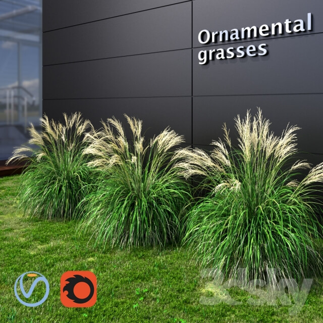 Plant Ornamental grass Miscanthus small