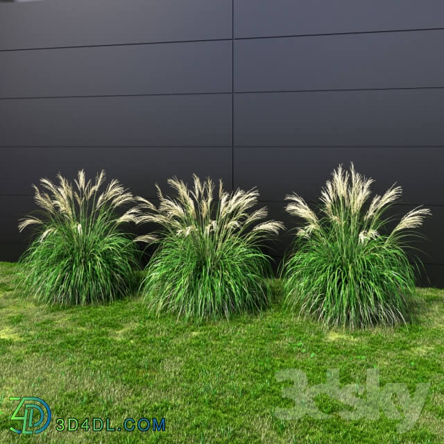 Plant Ornamental grass Miscanthus small