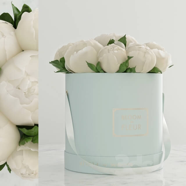 Plant Peonies