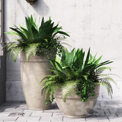 Fern 3D Models 