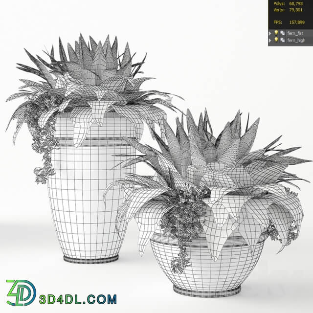 Fern 3D Models