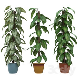 Philodendron 3D Models 