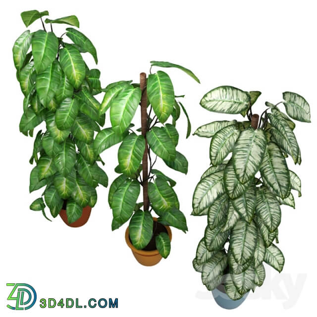 Philodendron 3D Models