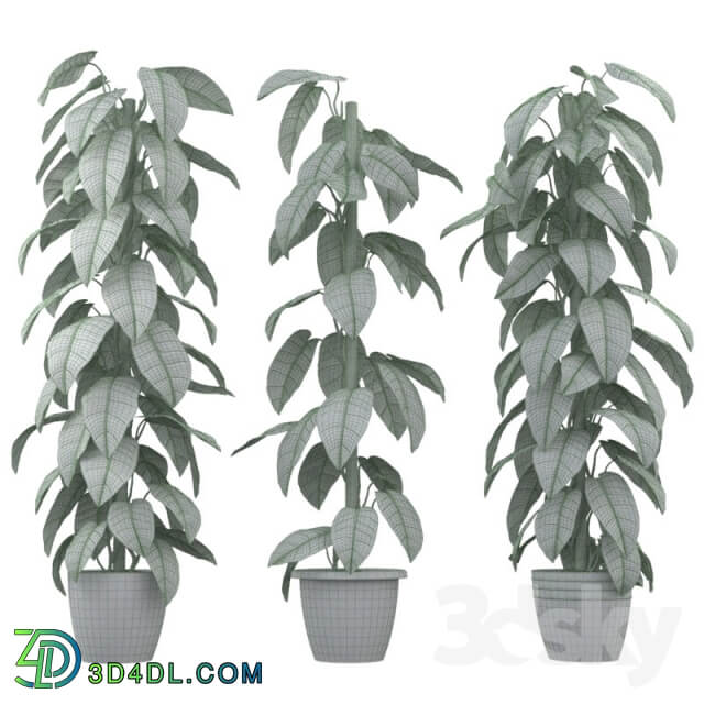 Philodendron 3D Models