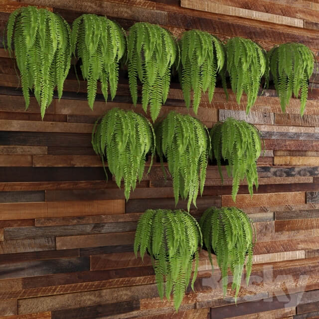 Plant Fern and art wall from boards