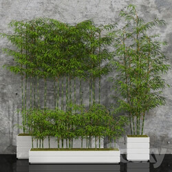 Potted bamboo 01 Indoor 3D Models 