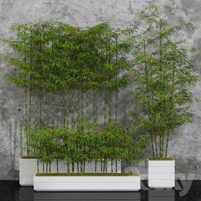 Potted bamboo 01 Indoor 3D Models