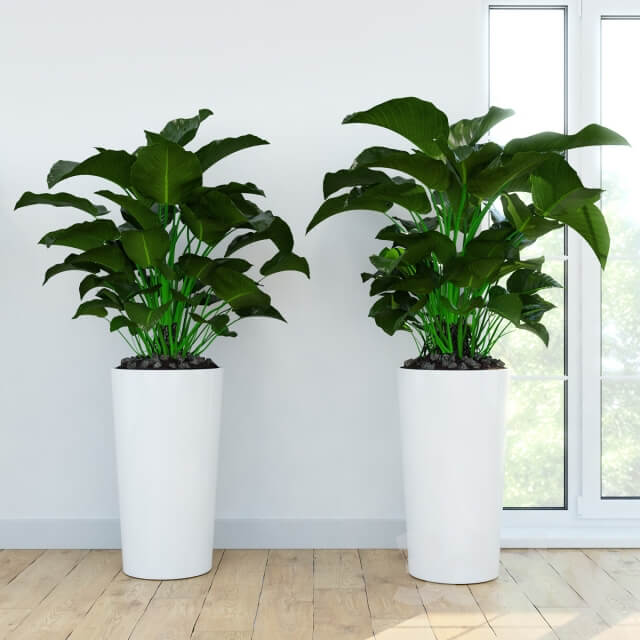 Plant Philodendron Congo