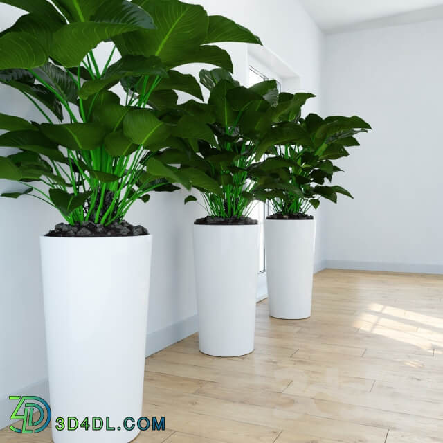 Plant Philodendron Congo