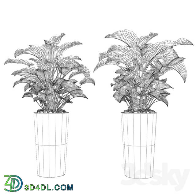 Plant Philodendron Congo