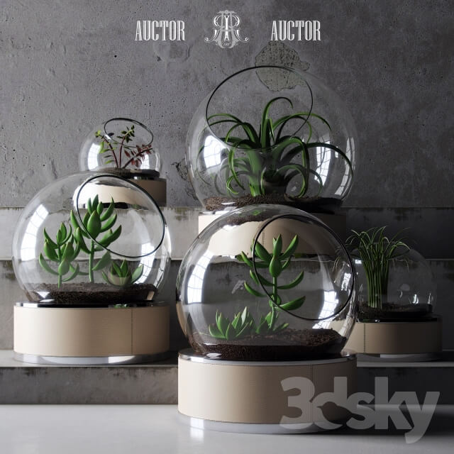 Plant plant set ART Auctor